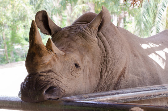 A white rhinoceros.