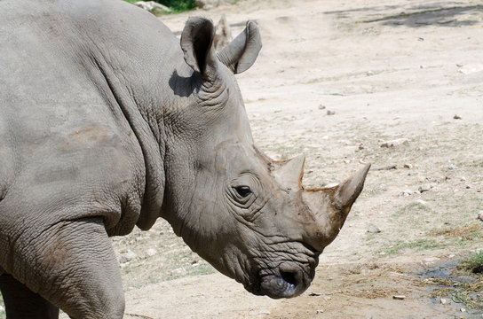 A white rhinoceros.