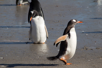 A Gentoo Penguin (Pygoscelis papua) on the beach New Island, Falkland Islands