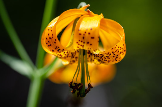 Wild Tigar Lily in the Colville National Forest