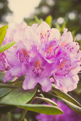 Vintage photo, Blooming pink rhododendron with green leaves in park
