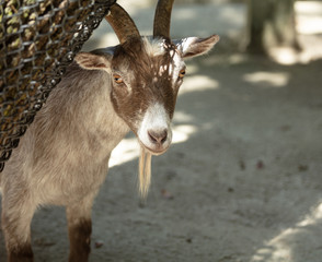 curious goat peeks around the corner and spots you