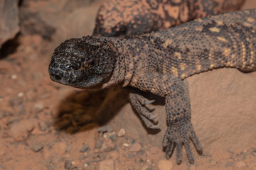 Gila monster is watching you approach