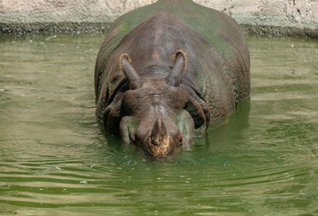 indian rhino has spotted you and is on the way