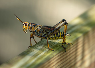 locust gets a close up macro shot
