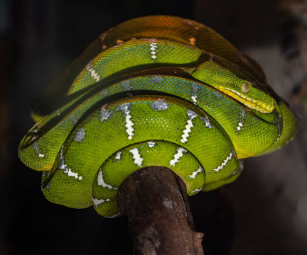 green tree python napping in the trees late at night