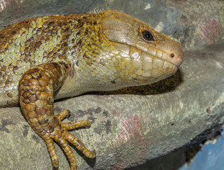 skink gets a close up head shot