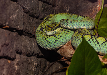 sri lankan pit viper is coiled and waiting