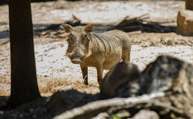 warthog is watching you approach
