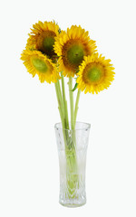 bunch of sunflower in the vase isolated on white background