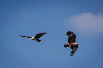 Eagles Flying High
