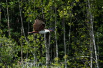Eagle Flying High