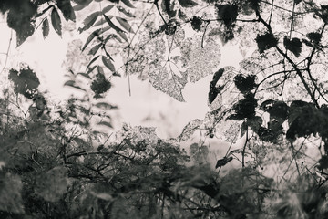Obraz premium Delicate Leaves in BW
