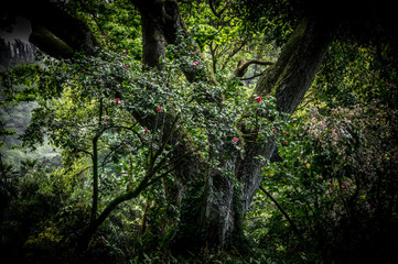 Tree with red blossoms in Wiamea Valley, Hawaii
