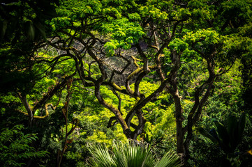 Curving Trees in Wiamea Valley, Hawaii