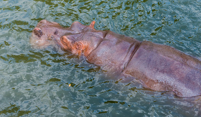 Big Common hippopotamus (Hippopotamus amphibius) or hippo in the pool at sunset .