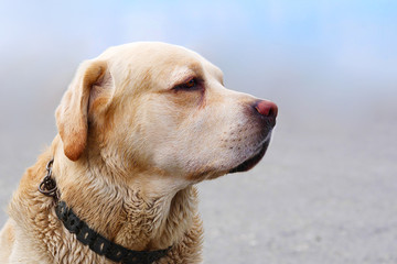 portrait in profile of golden labrador retriever dog