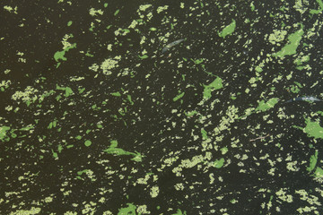 Pond slime