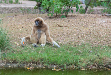 White-browed gibbons sit in the ground.Gibbon wildlife sanctuary. Gibbon is an endangered species. Gibbons are apes in the family Hylobatidae.