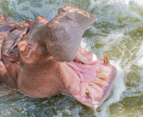 Close up of hippopotamus with open jaws in the water. African Hippopotamus, Hippopotamus amphibius...