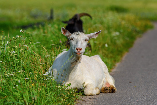 portrait of a village goat