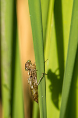 dragonfly husk on the long thin green grass under the sun