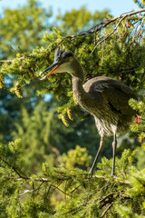 great blue heron open its beak while standing on the thin pine branch under the sun