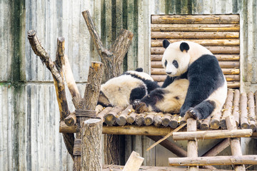 Fototapeta premium Two giant pandas resting after breakfast. Wistful panda bear