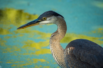great blue heron looking for fish in the pond.