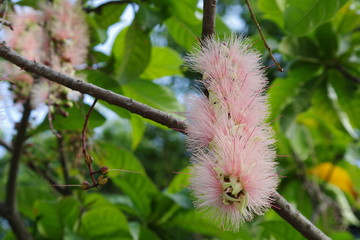 small leaved barringtonia