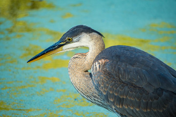 portrait of great blue heron watching carefully on the surface of the pond in the shade