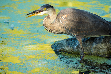 great blue heron is biting on the tiny fish it just caught in the pond
