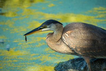great blue heron caught a tiny fish and hold it on its beak in the pond