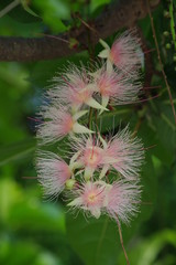 Barringtonia