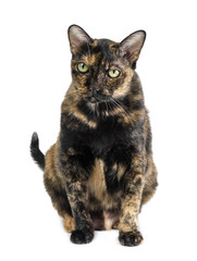 Obraz premium Beautiful black cat and yellow pattern sitting isolated on white background.