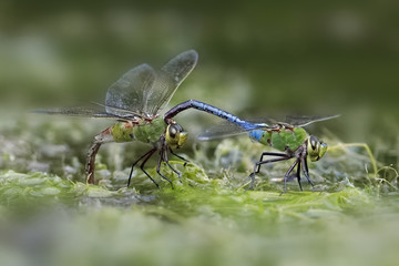 A male Green Darner dragonfly (Anax junius) clasps a female behind her head - Ontario, Canada