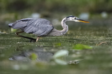 Great Blue Heron stalking its prey in a shallow river