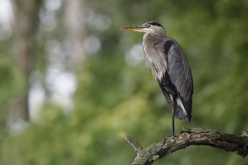 Great Blue Heron perched on a dead tree branch