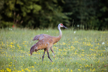 Sandhill Crane in Field