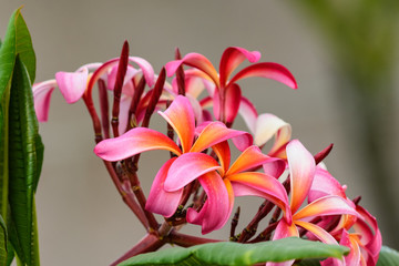 Frangipani Bunch