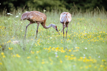 Obraz na płótnie Canvas Sandhill Crane in Field with Baby Chick Feeding
