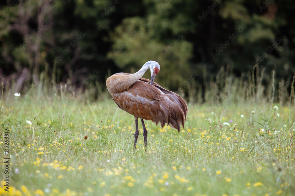 Wall mural Sandhill Crane in Field Cleaning Feathers