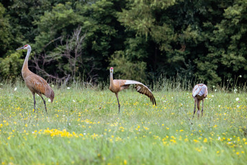 Obraz na płótnie Canvas Sandhill Crane Family with Baby Colt Stretching Wing in Flower Field
