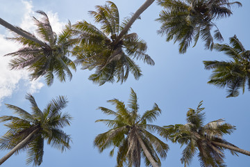 Obraz na płótnie Canvas Coconut Palm Trees Summer Sunny Sky