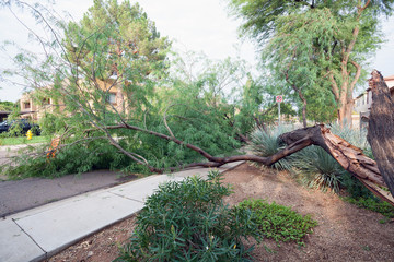 Residential street with a fallen old mesquite tree after annual summer monsoon storm in Phoenix,...