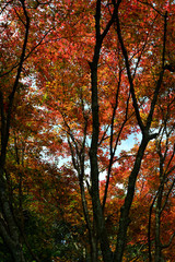 萌える黄葉・紅葉