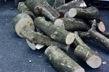 輪切りの丸太