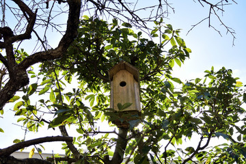 鳥の巣箱
