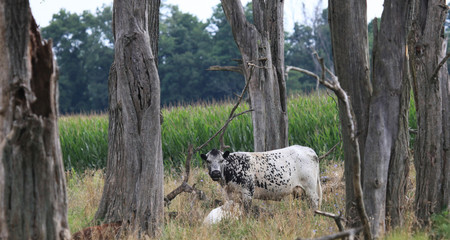 white speckled cow and calf