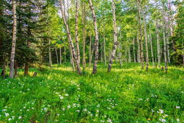 Obraz premium drzewa i drzewa